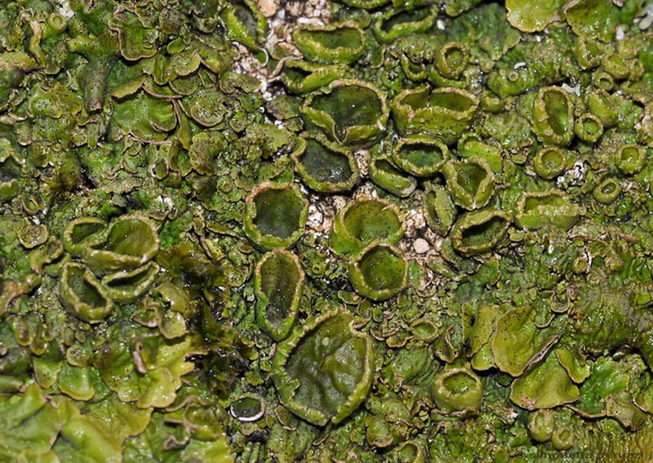 Licheni di Vallombrosa